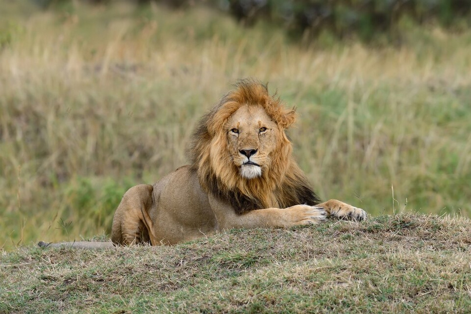 Safari Elegance: Luxury in the Wild & By the Lake